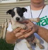 Fd Litter-Shortcake - ADOPTED 11.4.11