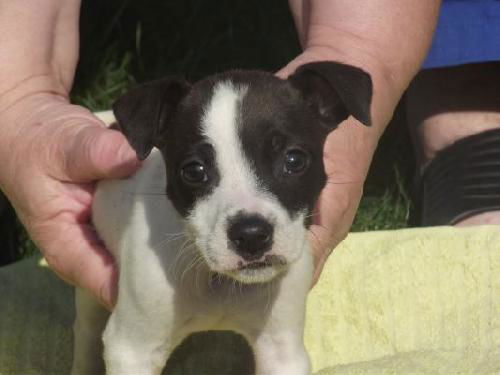 Fd Litter-Shortcake - ADOPTED 11.4.11