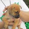 Fd Litter-Pancake-ADOPTED