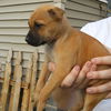 Fd Litter-Pancake-ADOPTED