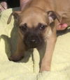 Fd Litter-Pancake-ADOPTED