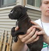 Fd Litter-Smores 