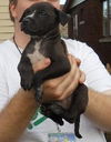 Fd Litter-Smores 