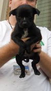 Fd Litter-Fritter - ADOPTED 12.10.11