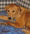 Sommer - ADOPTED 11.04.11
