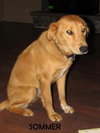 Sommer - ADOPTED 11.04.11