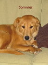 Sommer - ADOPTED 11.04.11