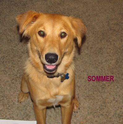 Sommer - ADOPTED 11.04.11