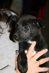 Id Litter-Misty - ADOPTED 11.23.11