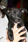 Id Litter-Misty - ADOPTED 11.23.11