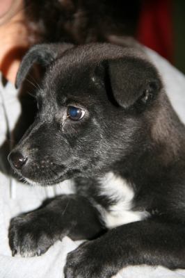 Id Litter-Misty - ADOPTED 11.23.11