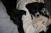 Id Litter-Misty - ADOPTED 11.23.11