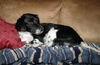 Ld Litter-Cassidy - ADOPTED 11.06.11