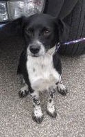 Ld Litter-Cassidy - ADOPTED 11.06.11