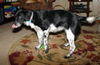 Ld Litter-Cassidy - ADOPTED 11.06.11