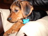 Birdie - ADOPTED 12.20.11