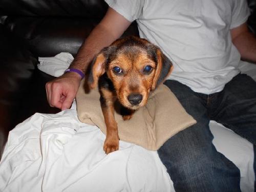 Birdie - ADOPTED 12.20.11