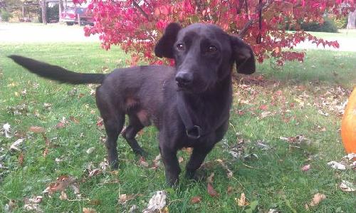 Bixby-ADOPTED-1.16.12