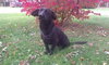 Bixby-ADOPTED-1.16.12