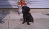 Bixby-ADOPTED-1.16.12