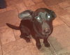 Bixby-ADOPTED-1.16.12