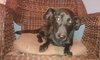Bixby-ADOPTED-1.16.12