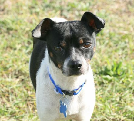 Domino - ADOPTED 01.09.12
