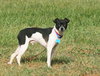 Domino - ADOPTED 01.09.12