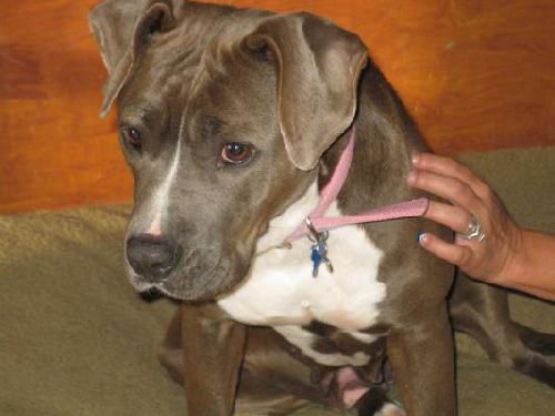 Bella Blue-ADOPTED-11.3.11