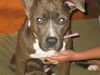 Bella Blue-ADOPTED-11.3.11