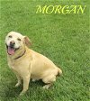 Morgan - ADOPTED 10.04.14
