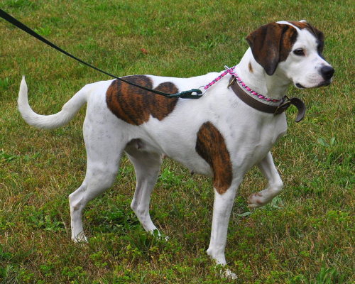 Amy-ADOPTED 11.12.11