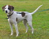 Amy-ADOPTED 11.12.11