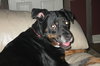 Brandy-ADOPTED 01.14.12