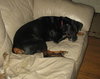 Brandy-ADOPTED 01.14.12