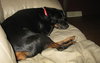 Brandy-ADOPTED 01.14.12