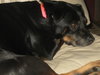 Brandy-ADOPTED 01.14.12