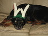 Brandy-ADOPTED 01.14.12