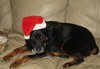Brandy-ADOPTED 01.14.12