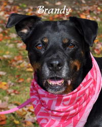 Brandy-ADOPTED 01.14.12