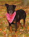 Brandy-ADOPTED 01.14.12