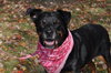 Brandy-ADOPTED 01.14.12