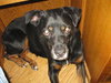Brandy-ADOPTED 01.14.12