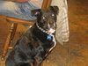 Brandy-ADOPTED 01.14.12