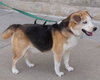 Suzzy-Blue Eyes-ADOPTED