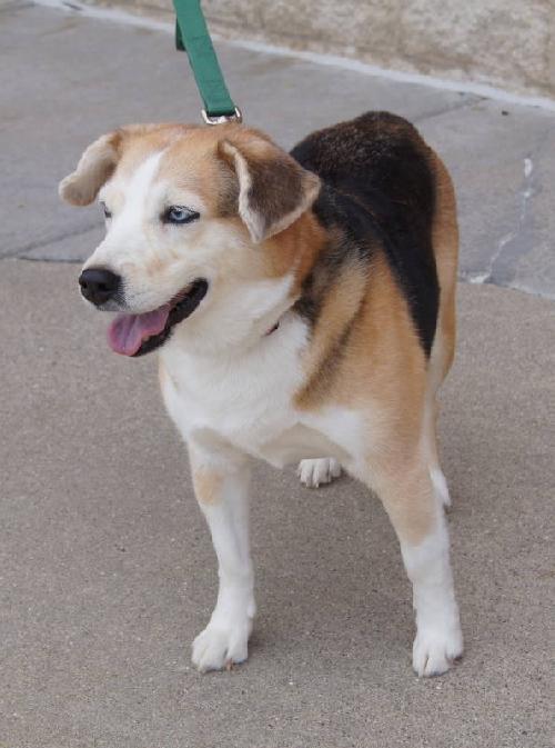 Suzzy-Blue Eyes-ADOPTED