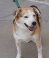 Suzzy-Blue Eyes-ADOPTED