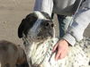Odie-ADOPTED 05.06.12