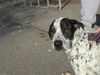 Odie-ADOPTED 05.06.12