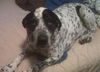 Odie-ADOPTED 05.06.12